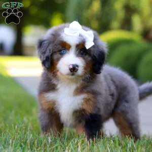 London, Mini Bernedoodle Puppy
